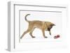 Belgian Shepherd Dog Puppy, Antar, 10 Weeks, Playing with Ragger Toy-Mark Taylor-Framed Photographic Print