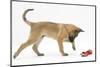 Belgian Shepherd Dog Puppy, Antar, 10 Weeks, Playing with Ragger Toy-Mark Taylor-Mounted Photographic Print