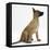 Belgian Shepherd Dog Puppy, Antar, 10 Weeks, Profile Sitting, Looking Up-Mark Taylor-Framed Stretched Canvas