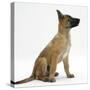Belgian Shepherd Dog Puppy, Antar, 10 Weeks, Profile Sitting, Looking Up-Mark Taylor-Stretched Canvas
