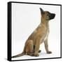 Belgian Shepherd Dog Puppy, Antar, 10 Weeks, Profile Sitting, Looking Up-Mark Taylor-Framed Stretched Canvas