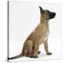 Belgian Shepherd Dog Puppy, Antar, 10 Weeks, Profile Sitting, Looking Up-Mark Taylor-Stretched Canvas