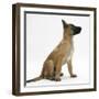 Belgian Shepherd Dog Puppy, Antar, 10 Weeks, Profile Sitting, Looking Up-Mark Taylor-Framed Premium Photographic Print