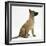 Belgian Shepherd Dog Puppy, Antar, 10 Weeks, Profile Sitting, Looking Up-Mark Taylor-Framed Premium Photographic Print