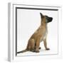 Belgian Shepherd Dog Puppy, Antar, 10 Weeks, Profile Sitting, Looking Up-Mark Taylor-Framed Premium Photographic Print