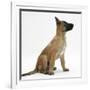 Belgian Shepherd Dog Puppy, Antar, 10 Weeks, Profile Sitting, Looking Up-Mark Taylor-Framed Photographic Print