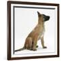 Belgian Shepherd Dog Puppy, Antar, 10 Weeks, Profile Sitting, Looking Up-Mark Taylor-Framed Photographic Print