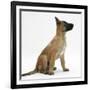 Belgian Shepherd Dog Puppy, Antar, 10 Weeks, Profile Sitting, Looking Up-Mark Taylor-Framed Photographic Print