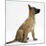 Belgian Shepherd Dog Puppy, Antar, 10 Weeks, Profile Sitting, Looking Up-Mark Taylor-Mounted Photographic Print