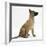 Belgian Shepherd Dog Puppy, Antar, 10 Weeks, Profile Sitting, Looking Up-Mark Taylor-Framed Photographic Print