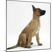 Belgian Shepherd Dog Puppy, Antar, 10 Weeks, Profile Sitting, Looking Up-Mark Taylor-Mounted Photographic Print