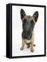 Belgian Shepherd Dog Puppy, Antar, 10 Weeks, Sitting, Looking Up-Mark Taylor-Framed Stretched Canvas