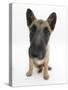 Belgian Shepherd Dog Puppy, Antar, 10 Weeks, Sitting, Looking Up-Mark Taylor-Stretched Canvas
