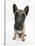 Belgian Shepherd Dog Puppy, Antar, 10 Weeks, Sitting, Looking Up-Mark Taylor-Stretched Canvas