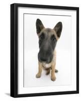 Belgian Shepherd Dog Puppy, Antar, 10 Weeks, Sitting, Looking Up-Mark Taylor-Framed Photographic Print