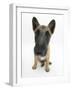 Belgian Shepherd Dog Puppy, Antar, 10 Weeks, Sitting, Looking Up-Mark Taylor-Framed Photographic Print