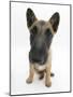 Belgian Shepherd Dog Puppy, Antar, 10 Weeks, Sitting, Looking Up-Mark Taylor-Mounted Photographic Print