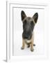 Belgian Shepherd Dog Puppy, Antar, 10 Weeks, Sitting, Looking Up-Mark Taylor-Framed Photographic Print