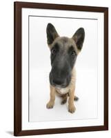 Belgian Shepherd Dog Puppy, Antar, 10 Weeks, Sitting, Looking Up-Mark Taylor-Framed Photographic Print