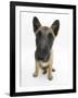 Belgian Shepherd Dog Puppy, Antar, 10 Weeks, Sitting, Looking Up-Mark Taylor-Framed Photographic Print