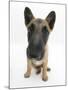 Belgian Shepherd Dog Puppy, Antar, 10 Weeks, Sitting, Looking Up-Mark Taylor-Mounted Photographic Print