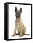 Belgian Shepherd Dog Puppy, Antar, 10 Weeks, Sitting, Panting-Mark Taylor-Framed Stretched Canvas