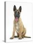 Belgian Shepherd Dog Puppy, Antar, 10 Weeks, Sitting, Panting-Mark Taylor-Stretched Canvas