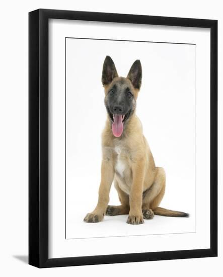 Belgian Shepherd Dog Puppy, Antar, 10 Weeks, Sitting, Panting-Mark Taylor-Framed Photographic Print