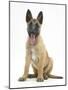 Belgian Shepherd Dog Puppy, Antar, 10 Weeks, Sitting, Panting-Mark Taylor-Mounted Photographic Print