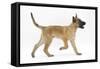 Belgian Shepherd Dog Puppy, Antar, 10 Weeks, Trotting Across-Mark Taylor-Framed Stretched Canvas