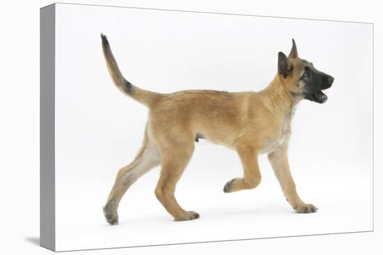Belgian Shepherd Dog Puppy, Antar, 10 Weeks, Trotting Across-Mark Taylor-Stretched Canvas