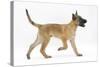 Belgian Shepherd Dog Puppy, Antar, 10 Weeks, Trotting Across-Mark Taylor-Stretched Canvas