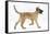 Belgian Shepherd Dog Puppy, Antar, 10 Weeks, Trotting Across-Mark Taylor-Framed Stretched Canvas