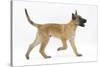 Belgian Shepherd Dog Puppy, Antar, 10 Weeks, Trotting Across-Mark Taylor-Stretched Canvas