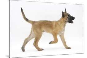 Belgian Shepherd Dog Puppy, Antar, 10 Weeks, Trotting Across-Mark Taylor-Stretched Canvas