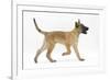 Belgian Shepherd Dog Puppy, Antar, 10 Weeks, Trotting Across-Mark Taylor-Framed Photographic Print