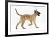 Belgian Shepherd Dog Puppy, Antar, 10 Weeks, Trotting Across-Mark Taylor-Framed Photographic Print