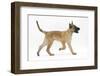 Belgian Shepherd Dog Puppy, Antar, 10 Weeks, Trotting Across-Mark Taylor-Framed Photographic Print