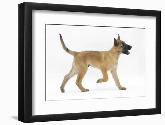 Belgian Shepherd Dog Puppy, Antar, 10 Weeks, Trotting Across-Mark Taylor-Framed Photographic Print