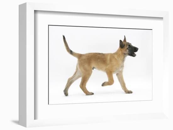 Belgian Shepherd Dog Puppy, Antar, 10 Weeks, Trotting Across-Mark Taylor-Framed Photographic Print