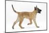 Belgian Shepherd Dog Puppy, Antar, 10 Weeks, Trotting Across-Mark Taylor-Mounted Photographic Print