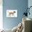 Belgian Shepherd Dog Puppy, Antar, 10 Weeks, Trotting Across-Mark Taylor-Photographic Print displayed on a wall