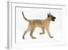 Belgian Shepherd Dog Puppy, Antar, 10 Weeks, Trotting Across-Mark Taylor-Framed Photographic Print