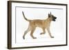 Belgian Shepherd Dog Puppy, Antar, 10 Weeks, Trotting Across-Mark Taylor-Framed Photographic Print