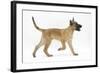 Belgian Shepherd Dog Puppy, Antar, 10 Weeks, Trotting Across-Mark Taylor-Framed Photographic Print