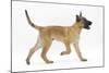 Belgian Shepherd Dog Puppy, Antar, 10 Weeks, Trotting Across-Mark Taylor-Mounted Photographic Print