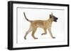 Belgian Shepherd Dog Puppy, Antar, 10 Weeks, Trotting Across-Mark Taylor-Framed Photographic Print