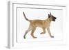 Belgian Shepherd Dog Puppy, Antar, 10 Weeks, Trotting Across-Mark Taylor-Framed Photographic Print