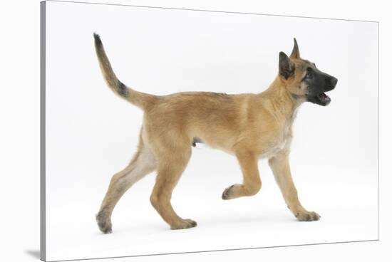 Belgian Shepherd Dog Puppy, Antar, 10 Weeks, Trotting Across-Mark Taylor-Stretched Canvas