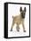 Belgian Shepherd Dog Puppy, Antar, 10 Weeks, Trotting Forward-Mark Taylor-Framed Stretched Canvas
